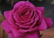Realistic Purple Rose